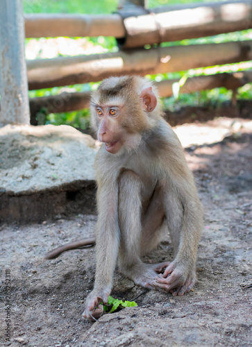 Monkey sitting and holding a piece of salad in the river