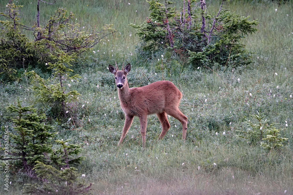 a roebuck yearling in the morning on a field with cotton flowers