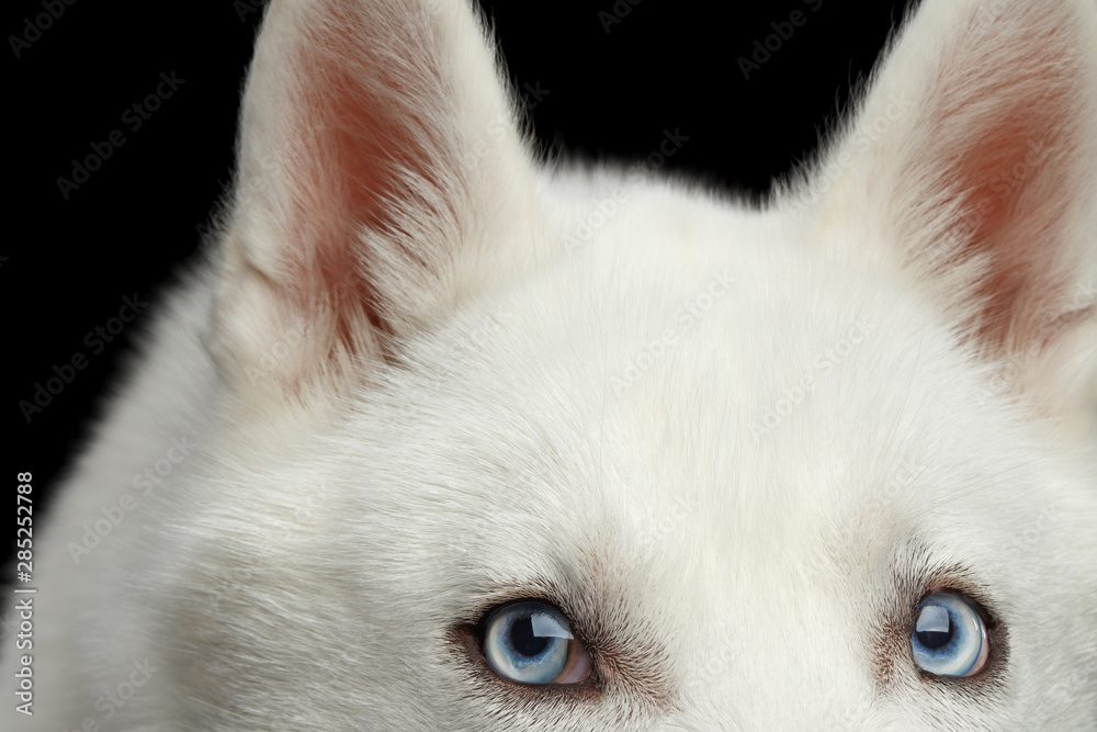 Close-up Head of peeking Siberian Husky Dog with blue eyes on Isolated Black Background, Front view Close-up Head of peeking Siberian Husky Dog with blue eyes on Isolated Black Background, Front view
