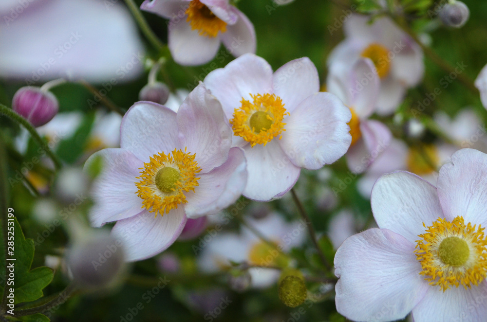 Herbst-Anemone