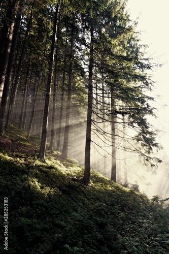 beautiful sunny morning in the forest with fog and sunbeams 