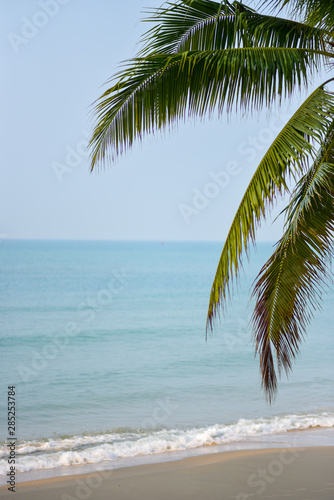 Coconut palms on the beach © ic36006