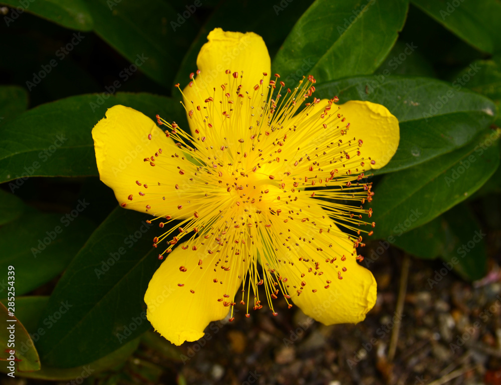 Fototapeta premium Hypericum nambuense