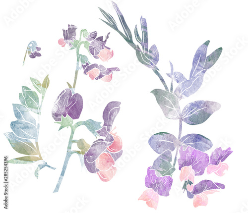 Flowers of garden vetch