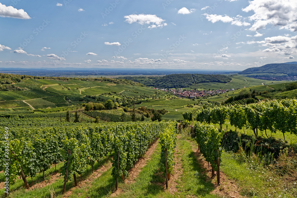 Vignes d'Alsace