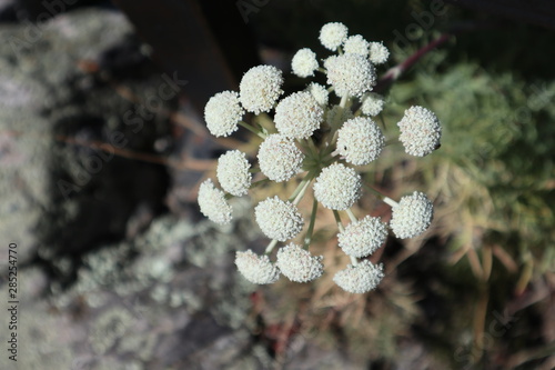 Angelica tomentosa Calflora photo