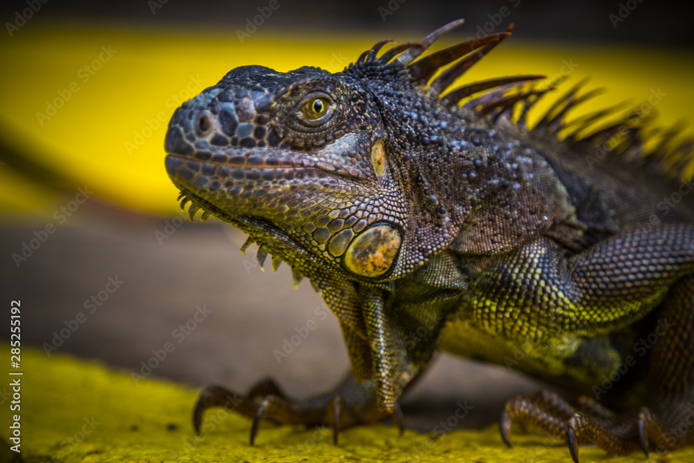 Fototapeta premium Iguana Close-Up in. Iguana exposure done in an iguana farm in Roatan, Honduras.