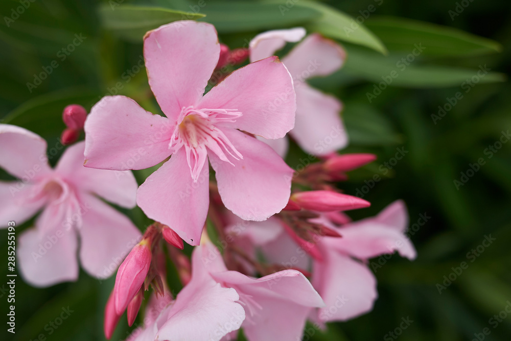 Fototapeta premium View of pink oleander inflorescence