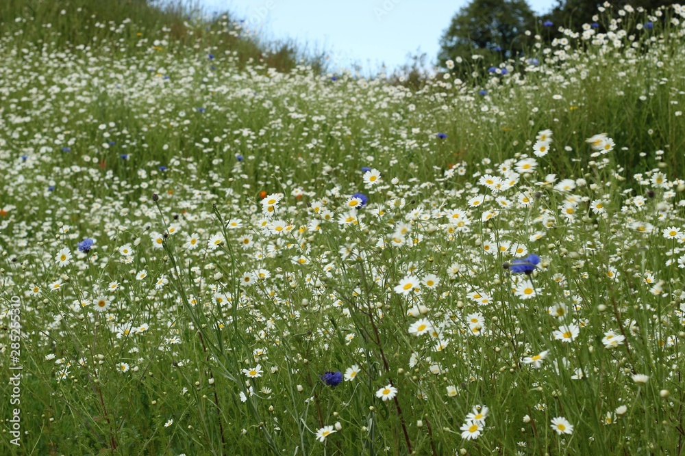 Fototapeta premium Daisy