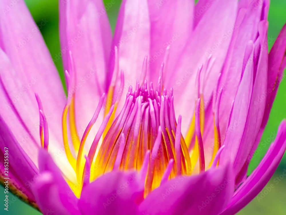 Fototapeta premium Pollen and Petals of pink lotus flowers off (Macro)