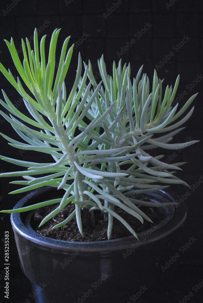 Fototapeta premium Senecio