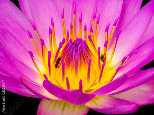 Pollen and Petals of pink lotus flowers off  Macro 