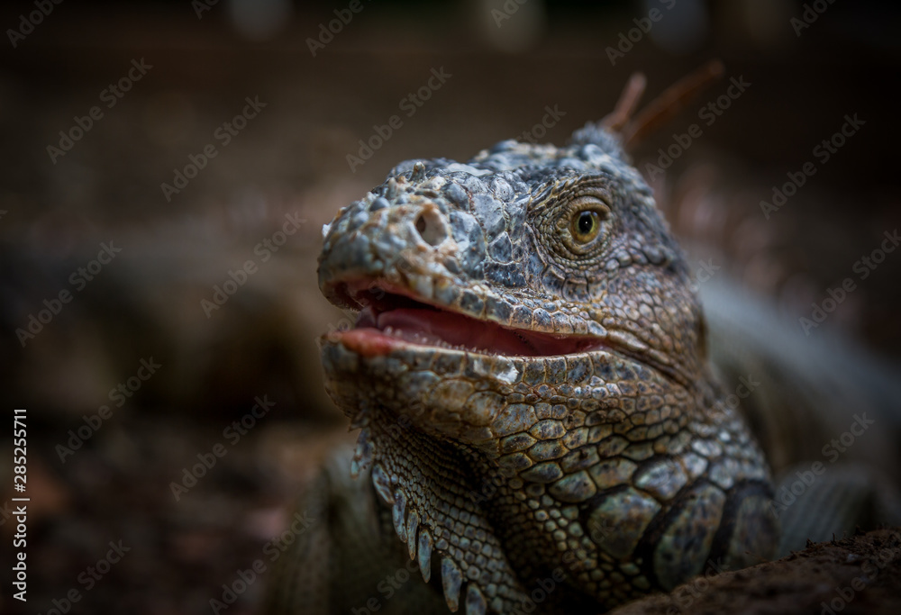 Fototapeta premium Iguana Close-Up in. Iguana exposure done in an iguana farm in Roatan, Honduras.