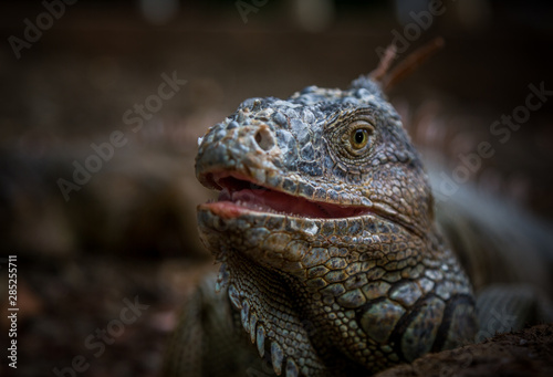 Iguana Close-Up in. Iguana exposure done in an iguana farm in Roatan  Honduras.