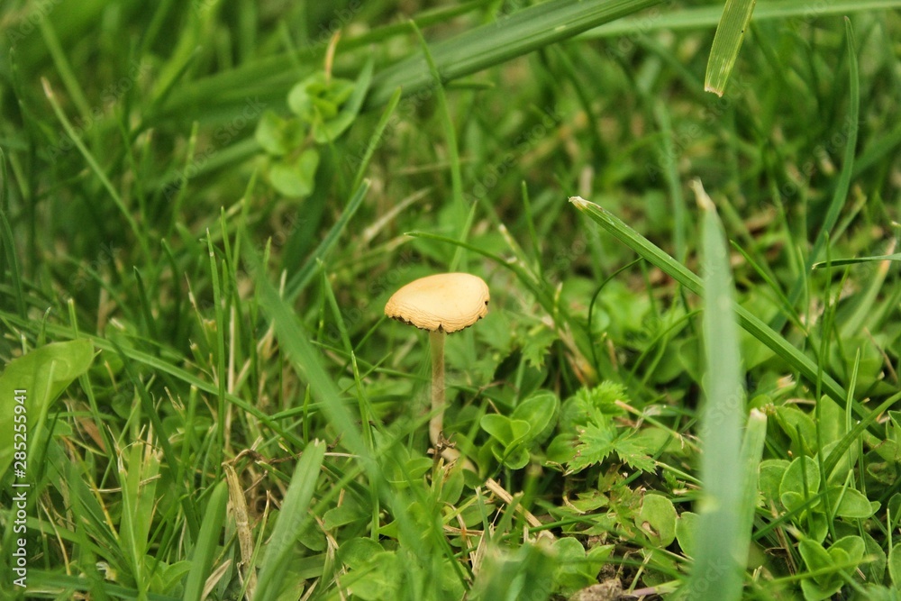 mushroom in grass mushroom in grass