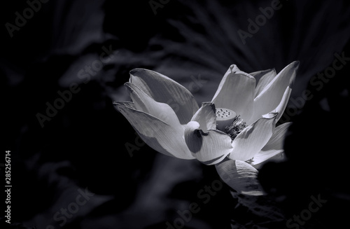 Lotus Flower ( black and white picture )