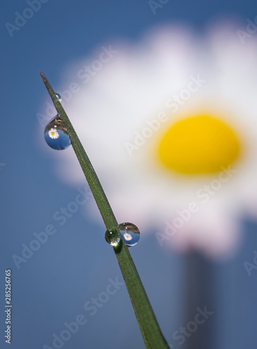 Gänseblüchen  photo