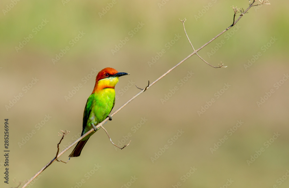 Beautiful birds in nature Chestnut-headed Bee-eater. 