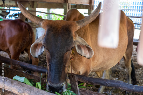 Thai cows are eating grass in the farmer's fields