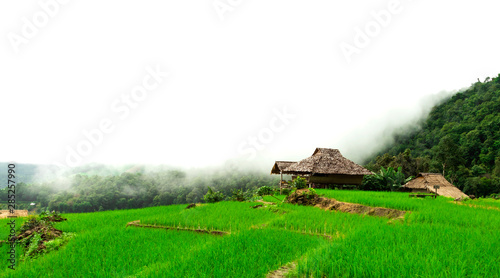 Green Terraced Rice Field in Pa Pong Pieng , Mae Chaem, Chiang Mai, Thailand