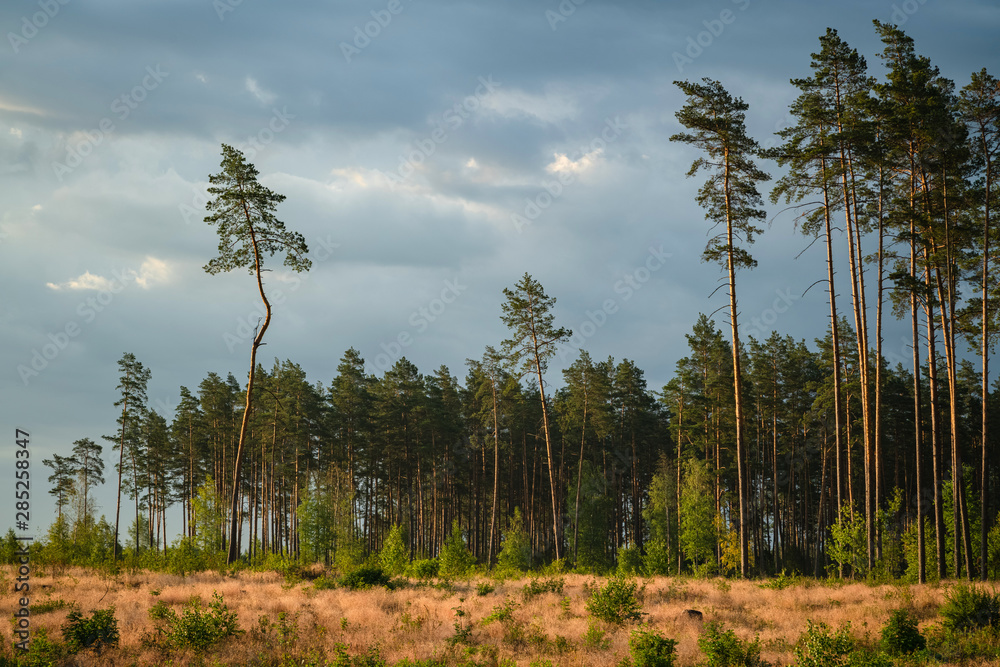 Area of deforestation of vegetation in the pine forest. Vast empty fields by the forest. Concept of forest felling, wood problem, ecology - obrazy, fototapety, plakaty 