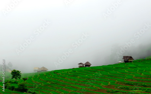 Green Terraced Rice Field in Pa Pong Pieng , Mae Chaem, Chiang Mai, Thailand photo