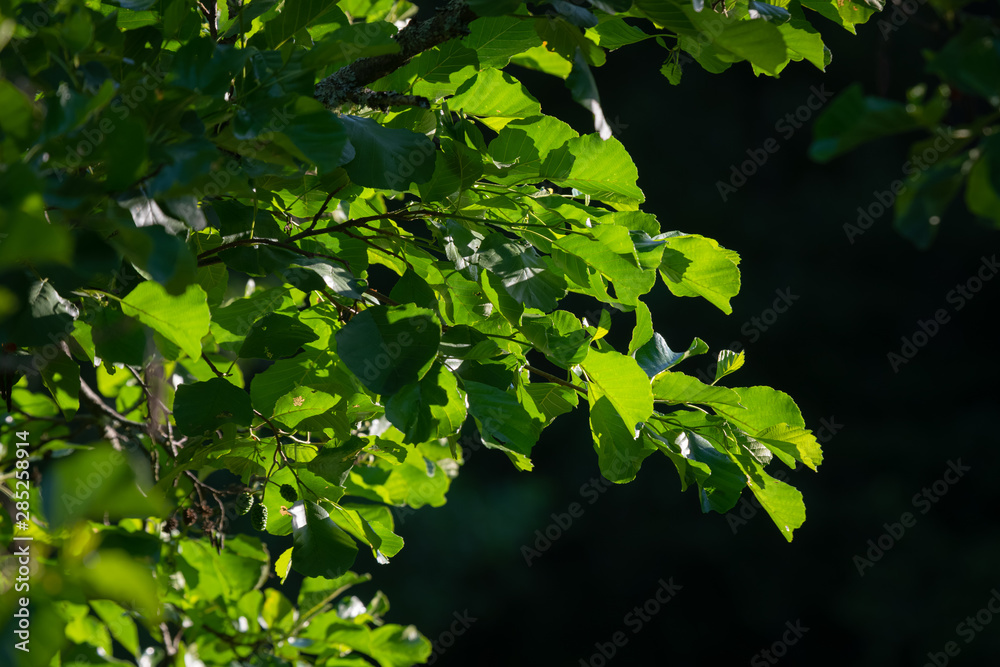 Beautiful green tree leaves back lit by the morning sun. Lush tree trunks backlit by sun light and dark background Beautiful green tree leaves back lit by the morning sun. Lush tree trunks backlit by sun light and dark background