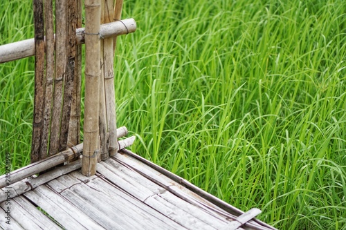 Bamboo bridge on the rice field. 