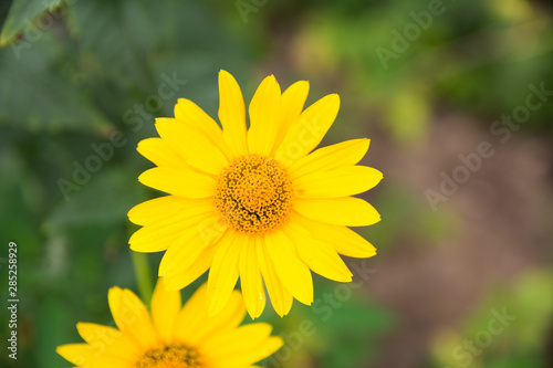 yellow flowers on blurry green leaf background close-up