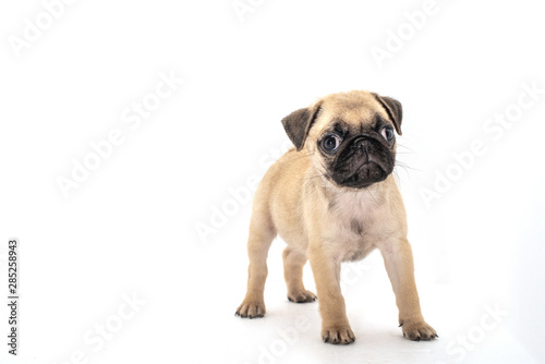 Funny pug Puppy on a white background.