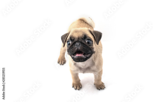 Funny pug Puppy on a white background.