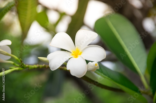 White flowers in garden,nature background.