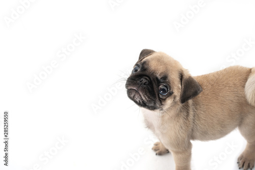 Funny pug Puppy on a white background.