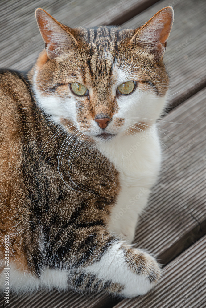 Portrait of common big happy male cat lying at balcony, closeup, details Portrait of common big happy male cat lying at balcony, closeup, details
