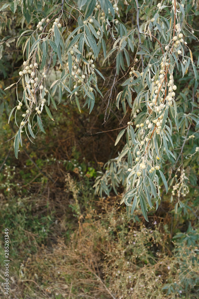 Fototapeta premium Elaeagnus angustifolia fruit on the branch