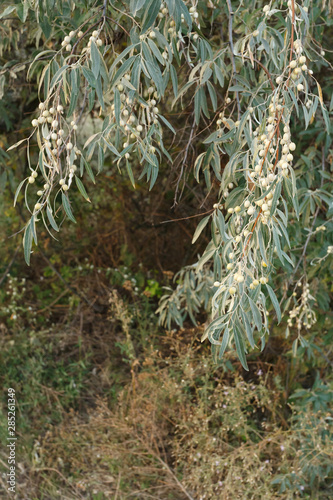 Elaeagnus angustifolia fruit on the branch