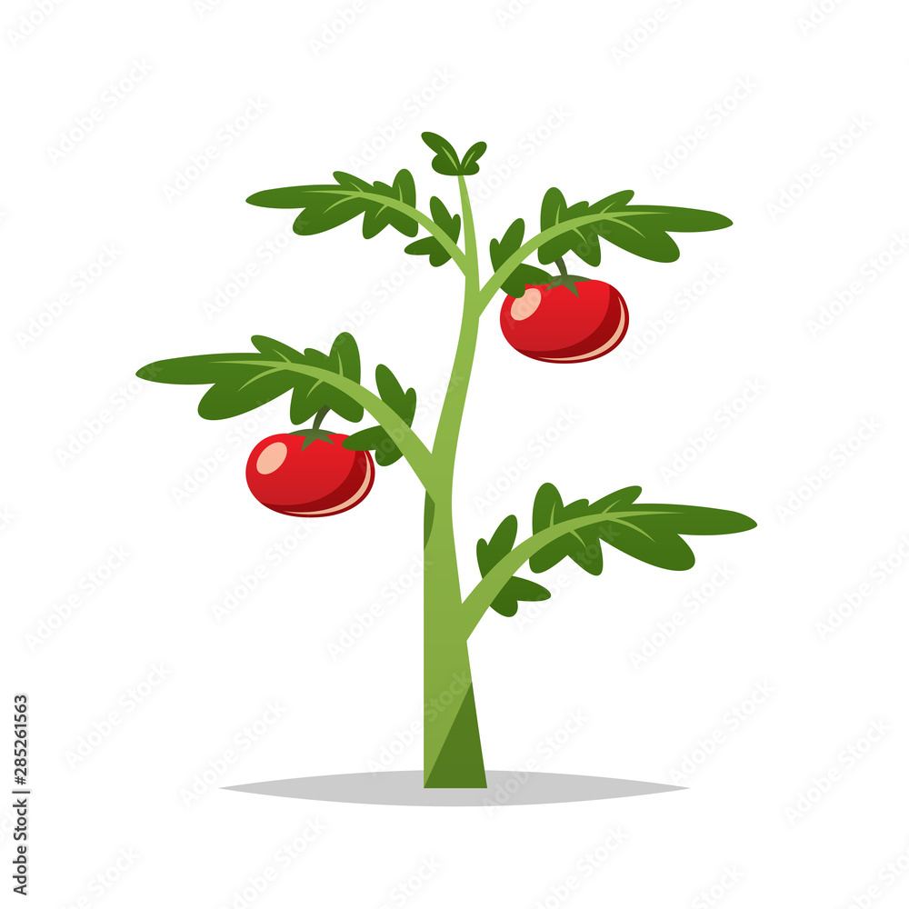Cartoon tomato plant vector isolated illustration Stock Vector | Adobe Stock