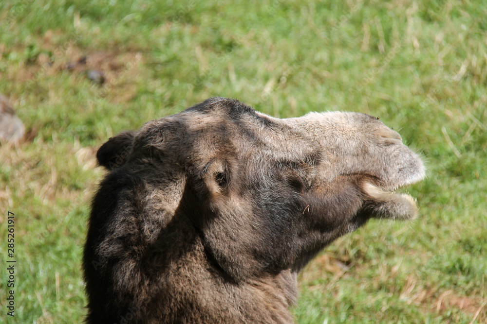 The Head of a Large Bactrian Camel Animal. The Head of a Large Bactrian Camel Animal.