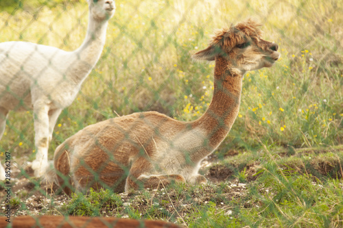 animale domestico famoso per la lana alpaka alpaca