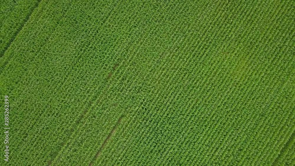 Aerial view drone camera swirl over green corn field. Agriculture food production, plantation from up above, top view crop lines texture, farmland zooming out