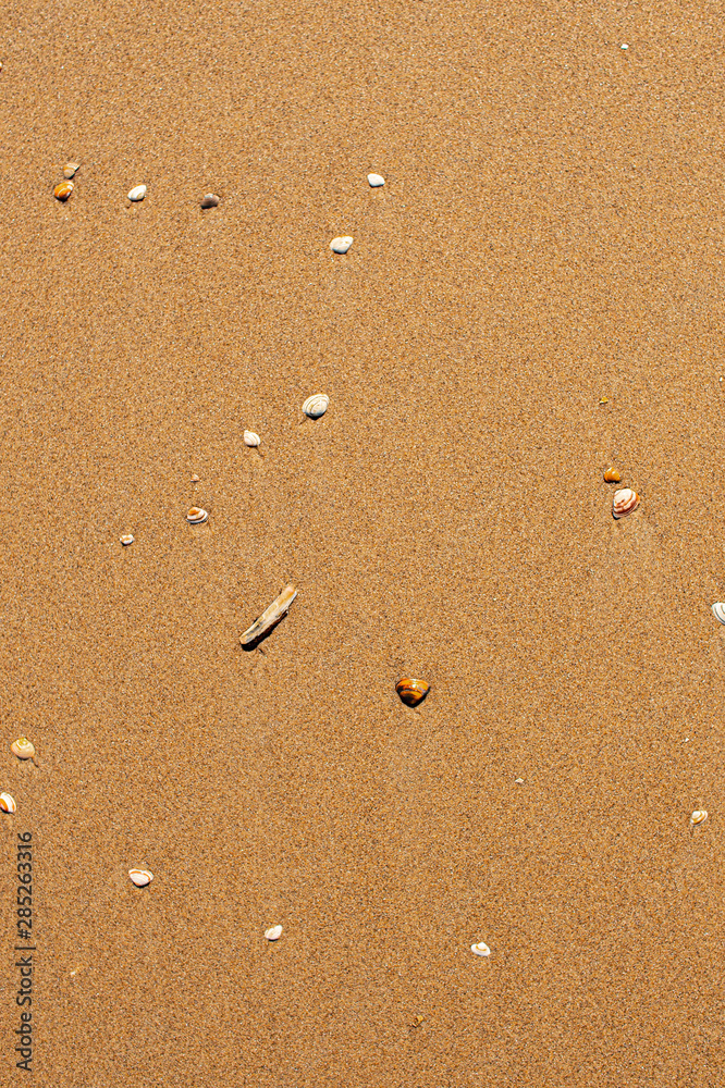 Muscheln am Starnd Muscheln am Starnd