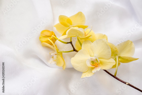 Tableau sur toile The branch of yellow orchids on white fabric background