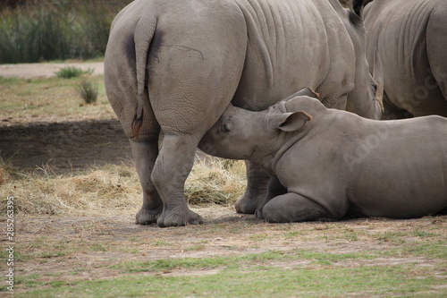 maman rhino qui allaite