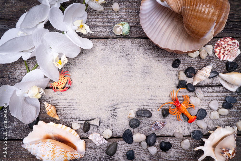 Fototapeta premium Natural sea shells, a safe enclosure for marine life. Travel and relaxation.
