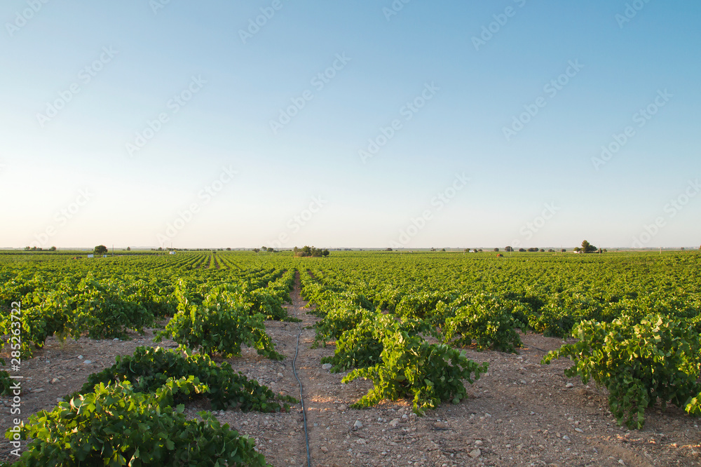 Vineyard with drip irrigation system in La Mancha, Spain