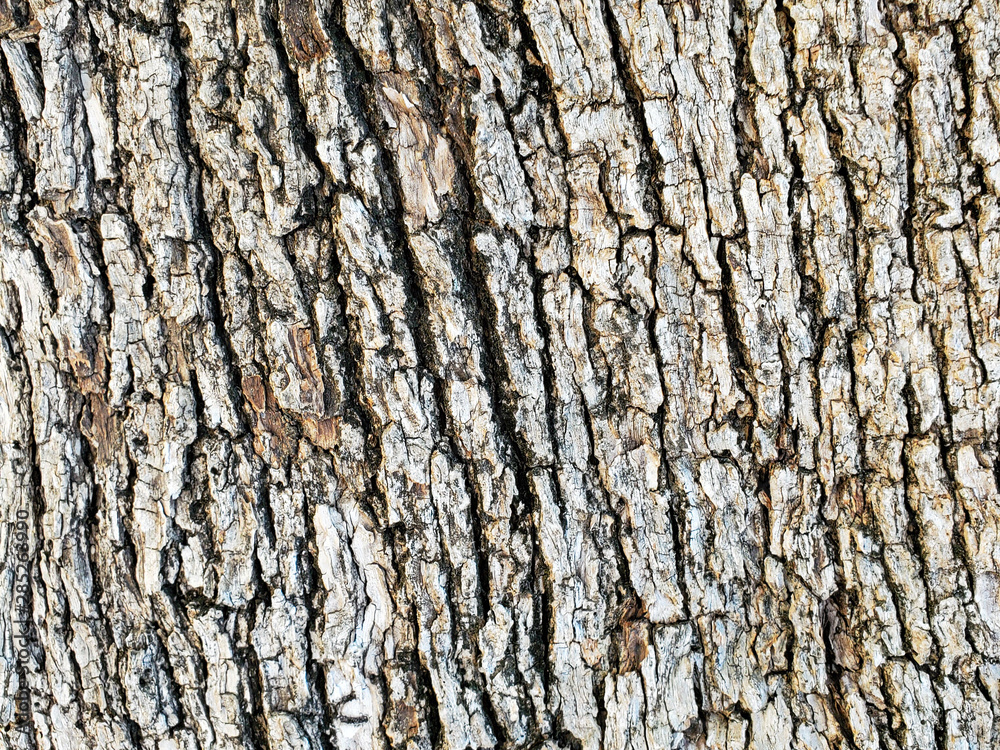Obraz premium Old italian Olive tree detailed bark texture pattern