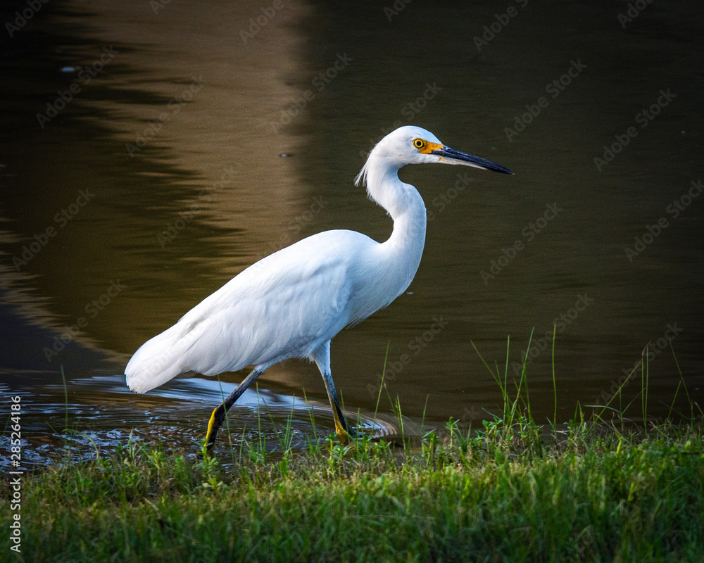 Fototapeta premium Snowy Egret by a pond!