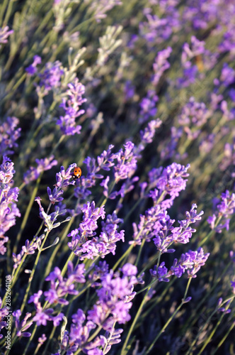 Insect ladybug on a plant of fragrant lavender.