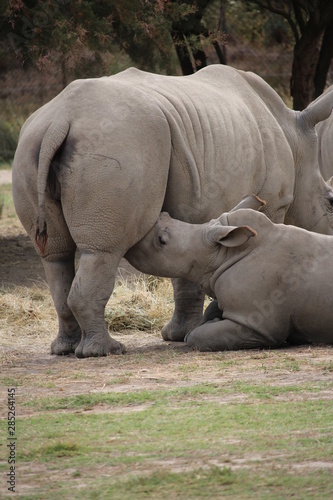 rhino dans un zoo