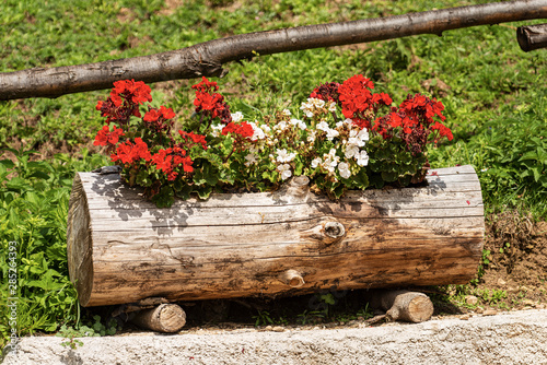 Red and white geraniums flowers in a tree trunk